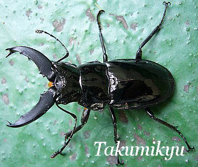 幼虫~成虫へ ステインヘイルクビボソ 幼虫~成虫へ ステインヘイルクビボソ